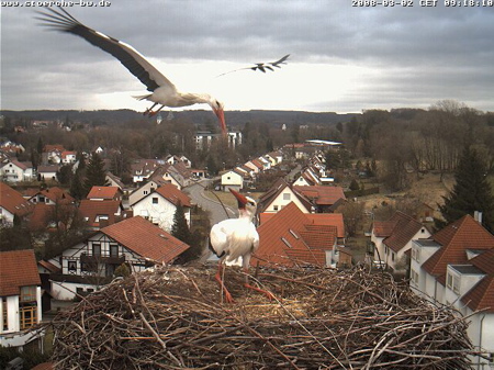 Storch Willy landet bei Störchin Antonia