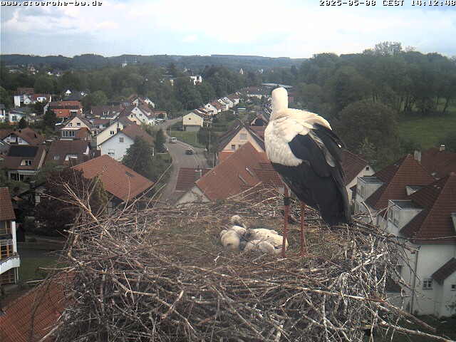 Webcam , Storchennest